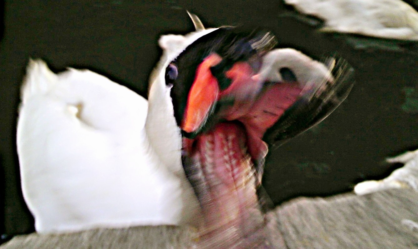 cat yawned during a picture revealing the spines in her mouth(i.